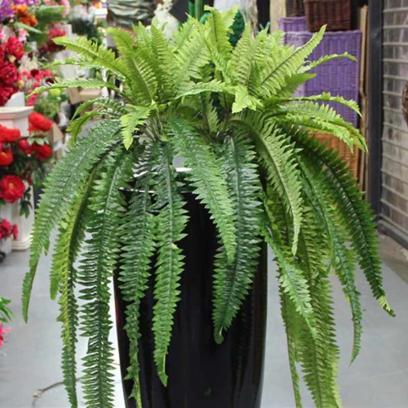 仿真大波斯草壁挂摆放绿植植物墙装绿化装饰优质仿真波斯顿蕨叶吊