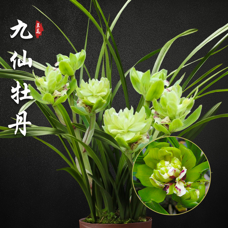 九仙牡丹 春兰兰花苗盆栽兰草名贵浓香花苞室内好养花卉绿植盆栽