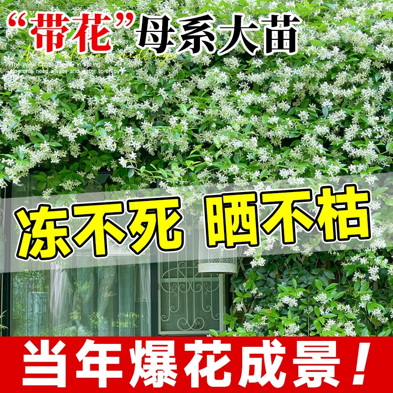 风车茉莉爬藤植物老桩大苗四季开花阳台盆栽庭院爬墙花卉耐寒好养