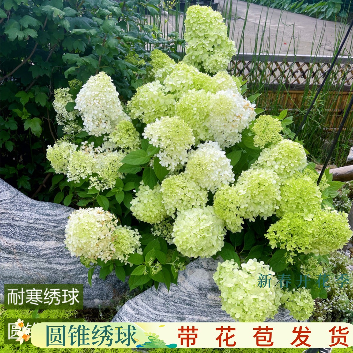 圆锥绣球棒棒糖香草草莓耐晒耐寒木绣球树苗植物花卉盆栽花镜植物