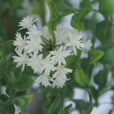 迎花盆栽办公室客景厅盆春红火火SY25-001花卉仿真花家红居摆件