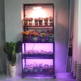 W7室补阳台608架多肉花架可挂光灯多层日式块根植物内盆栽花盆架