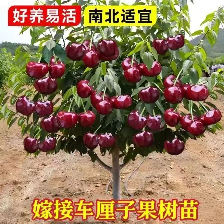 车厘子树苗樱桃树苗南方北方种植