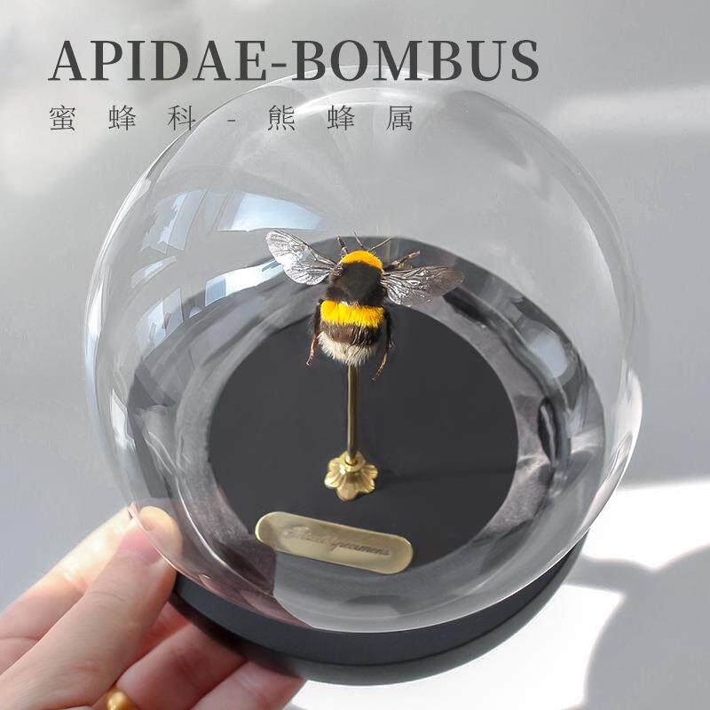 熊蜂示蜂王真昆虫标本展相框LRD摆画件日节科装饰送学生儿童科普