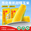 岁浓东北黄糯甜玉米新鲜真空装大棒低脂代