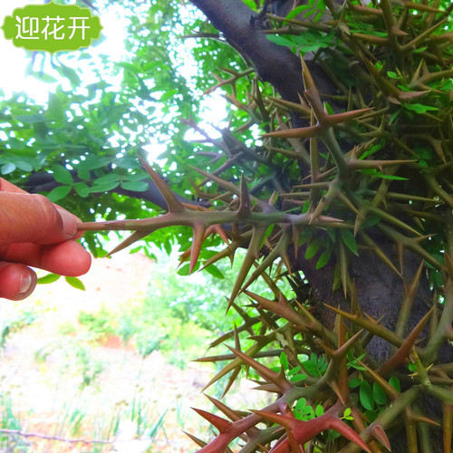 大刺皂角皂荚树苗庭院造刺篱笆苗