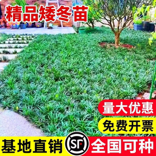 日本矮麦冬草玉龙草庭院草坪绿化地被植物细叶金边耐寒小麦冬草苗