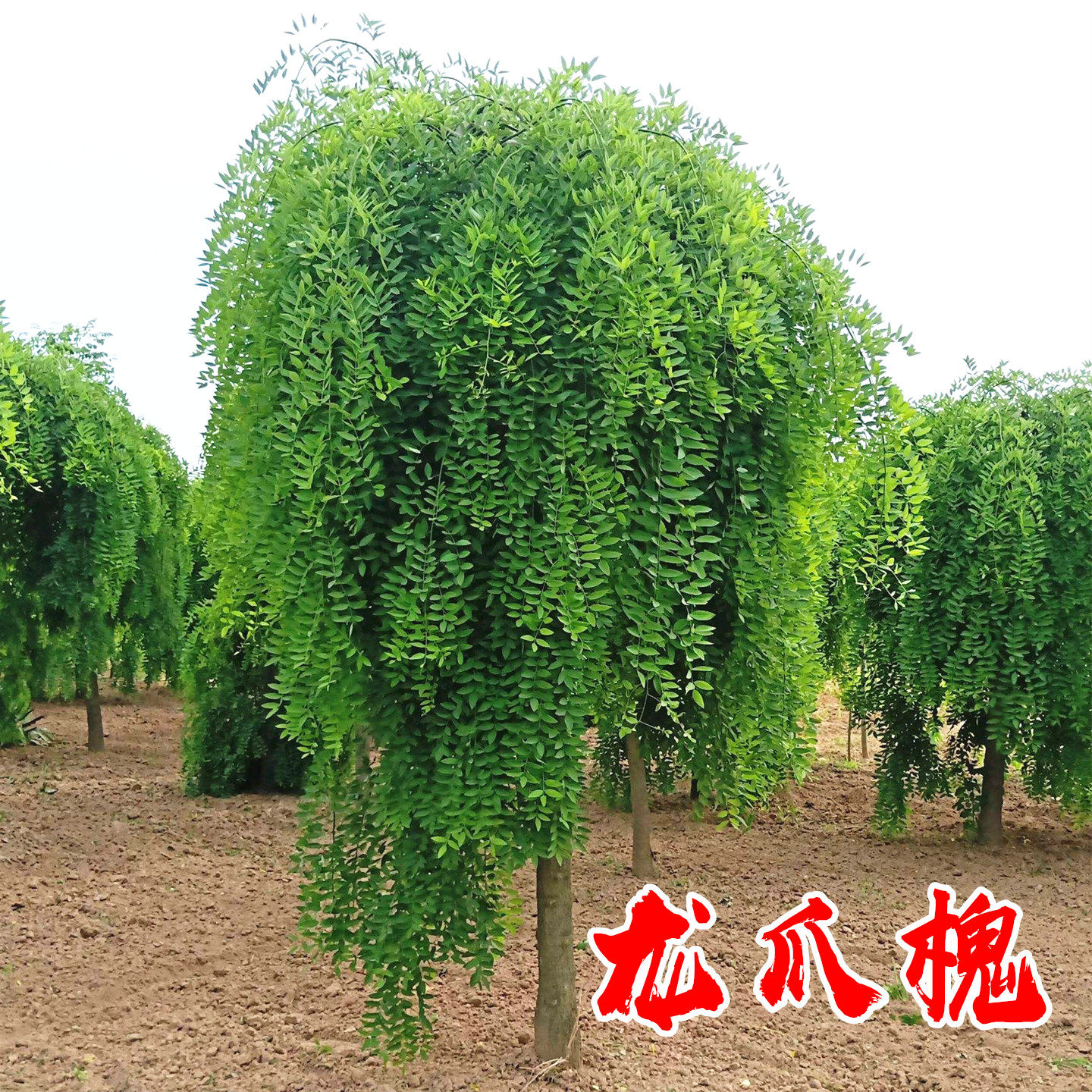 龙爪槐造型树苗庭院园林行道耐寒绿化造景风景大树嫁接垂枝槐树苗