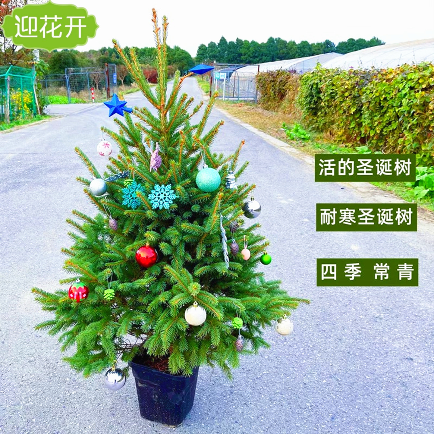 挪威云杉现挖发货真圣诞树风景树