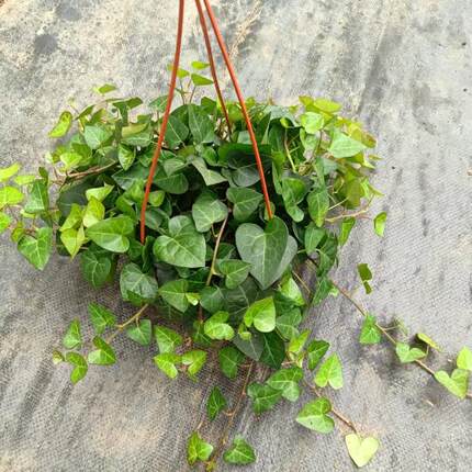 心叶常春藤 植物盆栽 垂吊植物盆栽 吊兰 常春藤盆栽 阳台植物