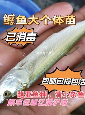 猛鱼苗鱤鱼苗淡水鳡鱼苗鱼冷水原生鱼凶猛鱼中国河虎养殖