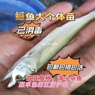 猛鱼苗鱤鱼苗淡水鳡鱼苗鱼冷水原生鱼凶猛鱼中国河虎养殖