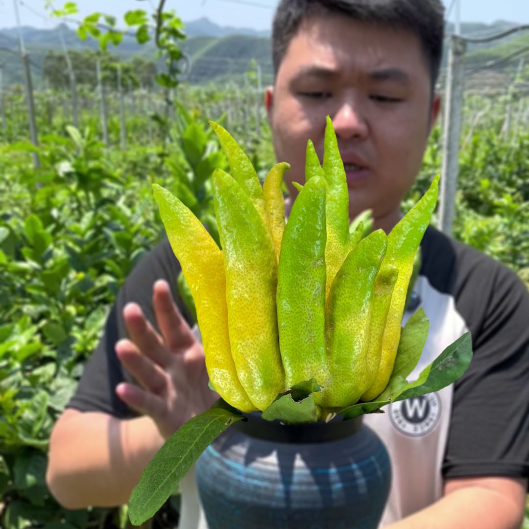 盛丰 高要佛手柑清供水培闻香观赏摆件办公室客厅书房绿植花卉