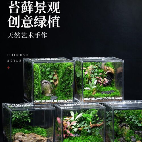 苔藓微景观生态雨林缸造景办公桌面植物盆景成品室内小盆栽