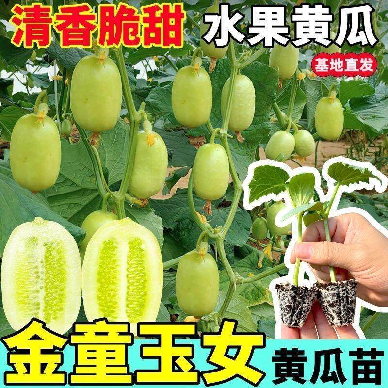 【下单立减50】玉女黄瓜秧苗阳台室内外盆栽四季早熟水果黄瓜苗JK