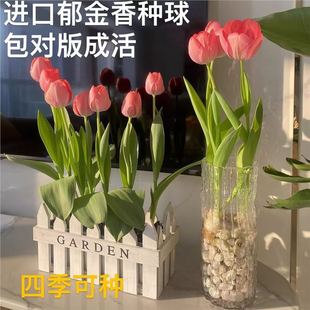 耐寒易活郁金香种球水培土培适用室内外阳台种植_JK 下单立减
