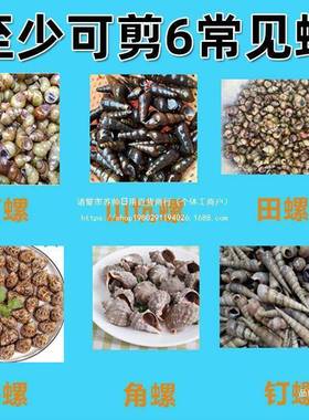 田螺剪尾机小型家用剪螺40965机商用螺自动蛳去全打石螺剪尾洗一