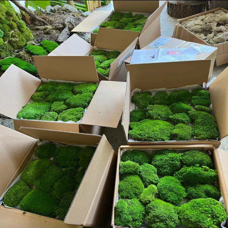 永生苔藓盒装草YMT白发藓苔藓青苔内坪皮永草生花托盘软装室外植