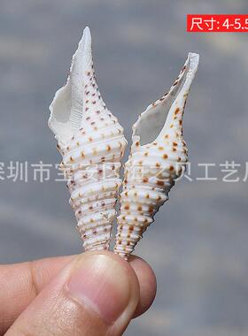 水天然小海螺贝壳装饰套计装饰鱼缸族造景装贴墙RNQ广告橱窗设道