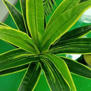 大西仿真植物客厅地盆栽落风水财树招酒店装 71789饰巴客厅办公室