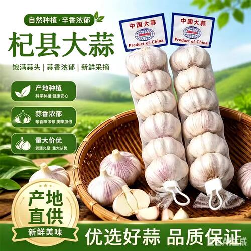 网兜装新干蒜新鲜紫白皮大蒜头