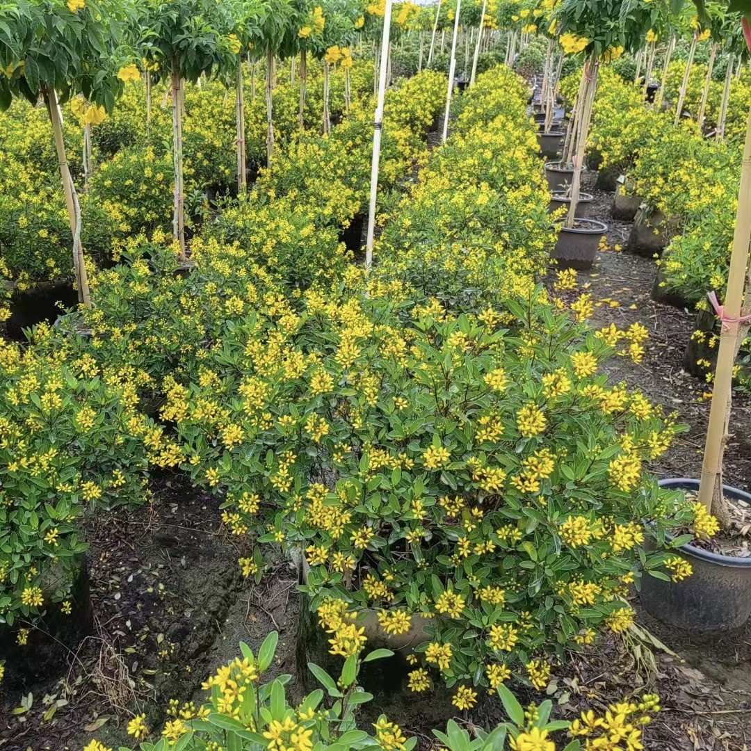 24110苗圃供应 常绿开花灌木 金英 60-100cm袋苗 花期长花量大