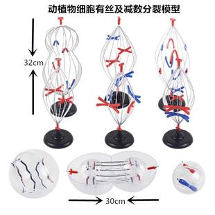动植物细胞有丝及减数分裂模型 染色体变化教具 生物教学仪器