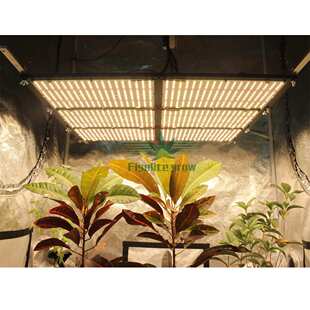 量子板植物灯 600W 660nm LED Board Quantum LM301H