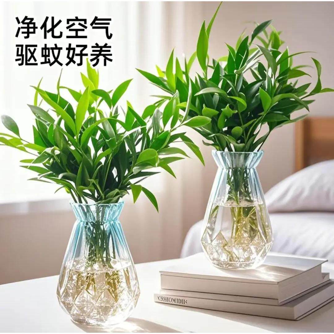 【下单立减50】竹柏水培植物盆栽室内绿植花卉四季常青办公KF