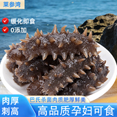 莱参湾即食海参顺丰 冷冻刺参批发海鲜礼盒非干货无冰高品质 包邮