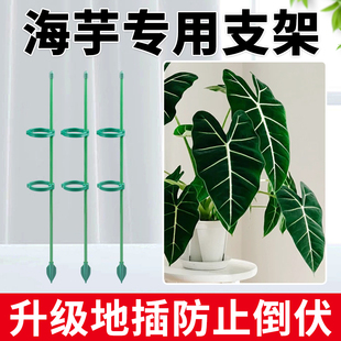 海芋专用支撑杆全新升级绿天鹅支撑杆防止倒伏彩叶芋固定造型通用