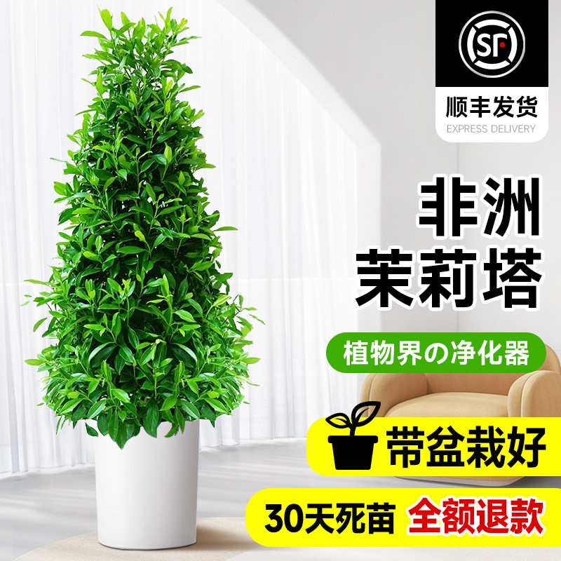 非洲茉莉盆栽虎头茉莉除甲醛新房家用搬家礼物乔迁新居真花大绿植