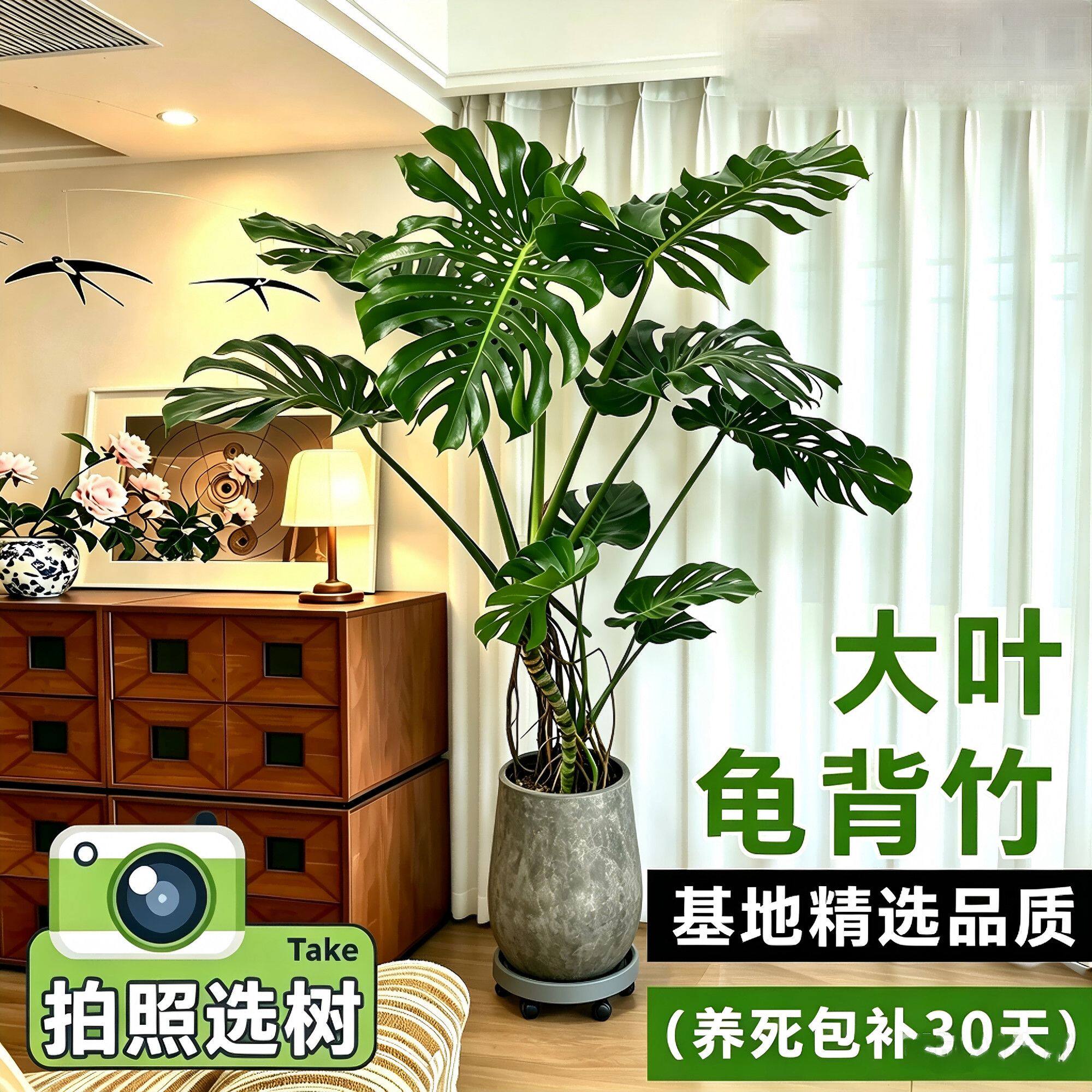 龟背竹大型特大号老桩开背室内外客厅卧室办公室绿植落地盆栽四季