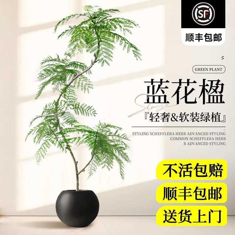 蓝花楹盆栽绿植办公室内网红大型花卉植物客厅四季好养活落地盆景