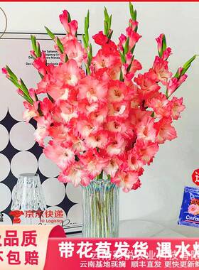 云南基直发装唐菖蒲北地欧风饰礼品办JQQ公室摆设鲜切花