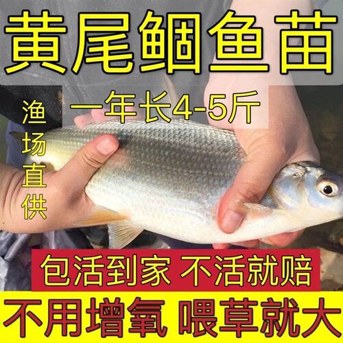 黄尾鱼苗黄尾鯝鱼苗黄片鱼苗黄鱼苗包活淡水养殖鱼苗冷水鱼苗30条