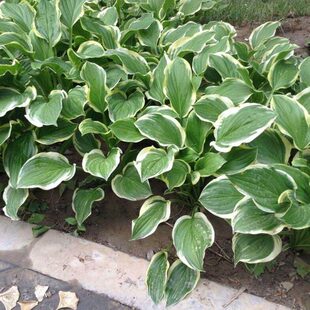 多年生宿根地被植物玉簪花苗室外庭院公园绿化耐寒四季种易活花草