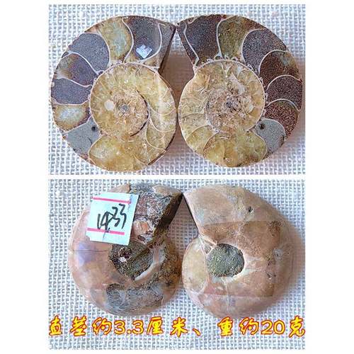 高档开片叶菊石化石摆件石材物招财全玉情侣动吊古坠生物标本999