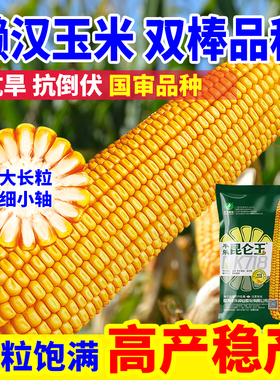 【昆仑玉】丰乐昆仑玉NK718玉米种子抗倒伏高产稳产懒汉种植