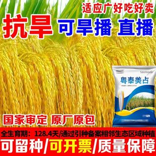 粤泰美占长粒水稻种子2026新审定国标一级米质耐高温正品原装