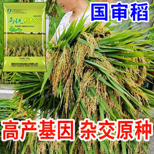 两优5398高产水稻种子国标长粒米好吃超高产稻谷种子抗倒伏耐高温