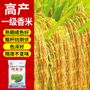 湘岳占高产水稻种子国标长粒米好吃超高产稻谷种子抗倒伏耐高温