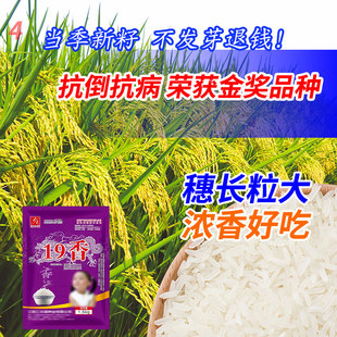 19香苗高产水稻种子国标长粒米好吃超高产稻谷种子抗倒伏耐高温