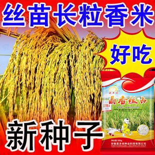 晶丝香占高产水稻种子米香长粒抗倒伏耐高温正品原装稻谷种香稻子