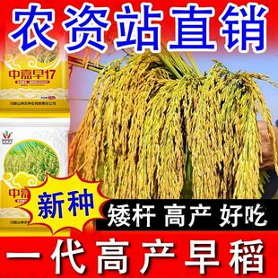中嘉早17早稻种子水稻高产原装优质香稻可留种旱播种移栽常规谷种