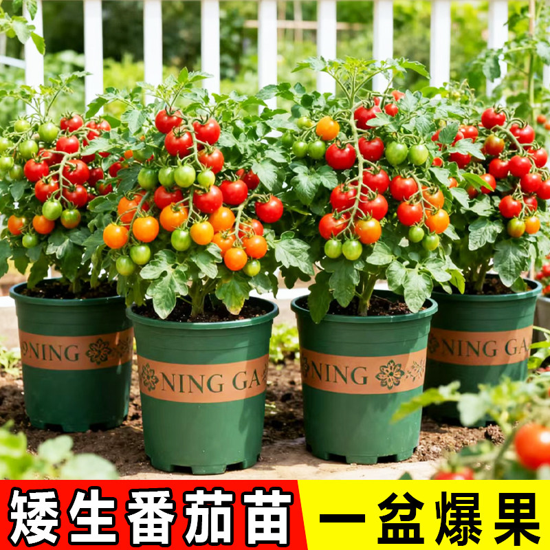 矮生番茄苗 一盆爆果