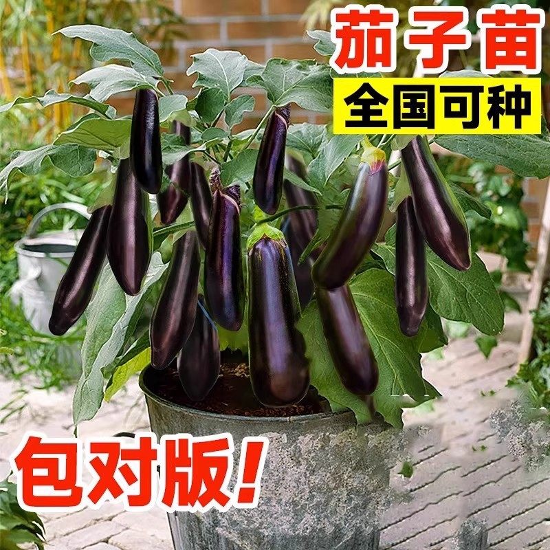 黑茄子苗带土秧苗盆栽杭茄一号紫青长茄绿罐高产当季阳台蔬菜对版,鲜花速递/花卉仿真/绿植园艺,种苗/半成品盆栽,淘宝优惠券,粉丝福利购,淘宝优惠卷