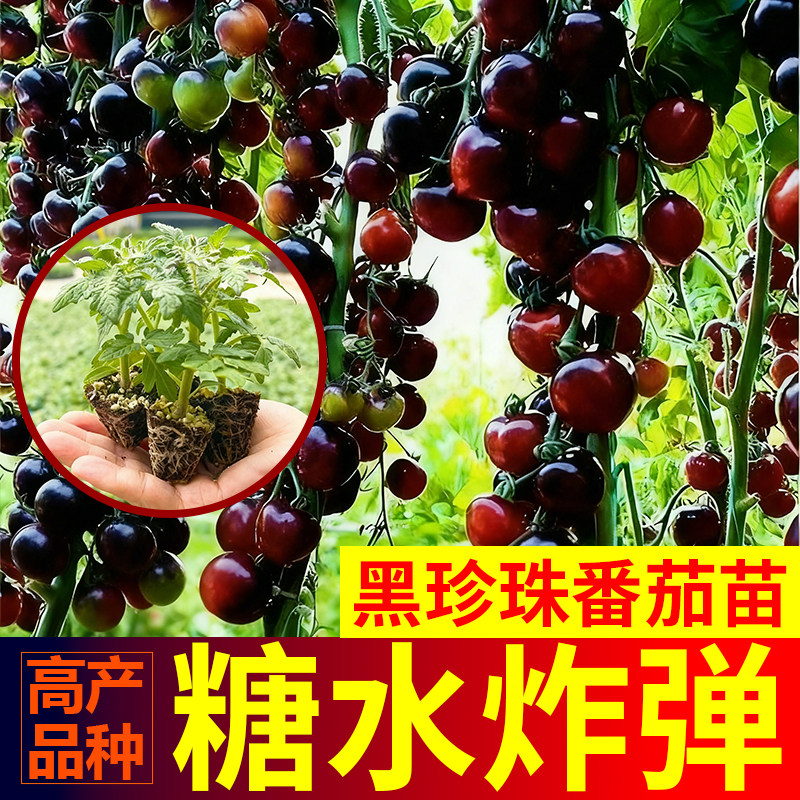 黑珍珠番茄苗樱桃小番茄秧苗圣女果幼苗四季阳台盆栽水果西红柿苗,鲜花速递/花卉仿真/绿植园艺,家庭园艺种子,淘宝优惠券,粉丝福利购,淘宝优惠卷