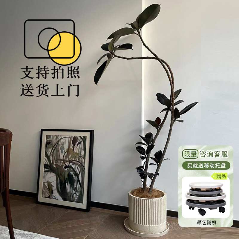 造型黑金刚橡皮树网红盆栽客厅大型观叶植物办公室好养绿植吸甲醛