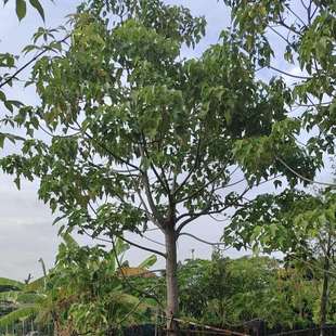 2412基地供应 石栗树 18-20cm假植苗 烛果树 油桃 黑桐油树